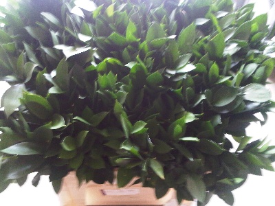 Hard ruscus